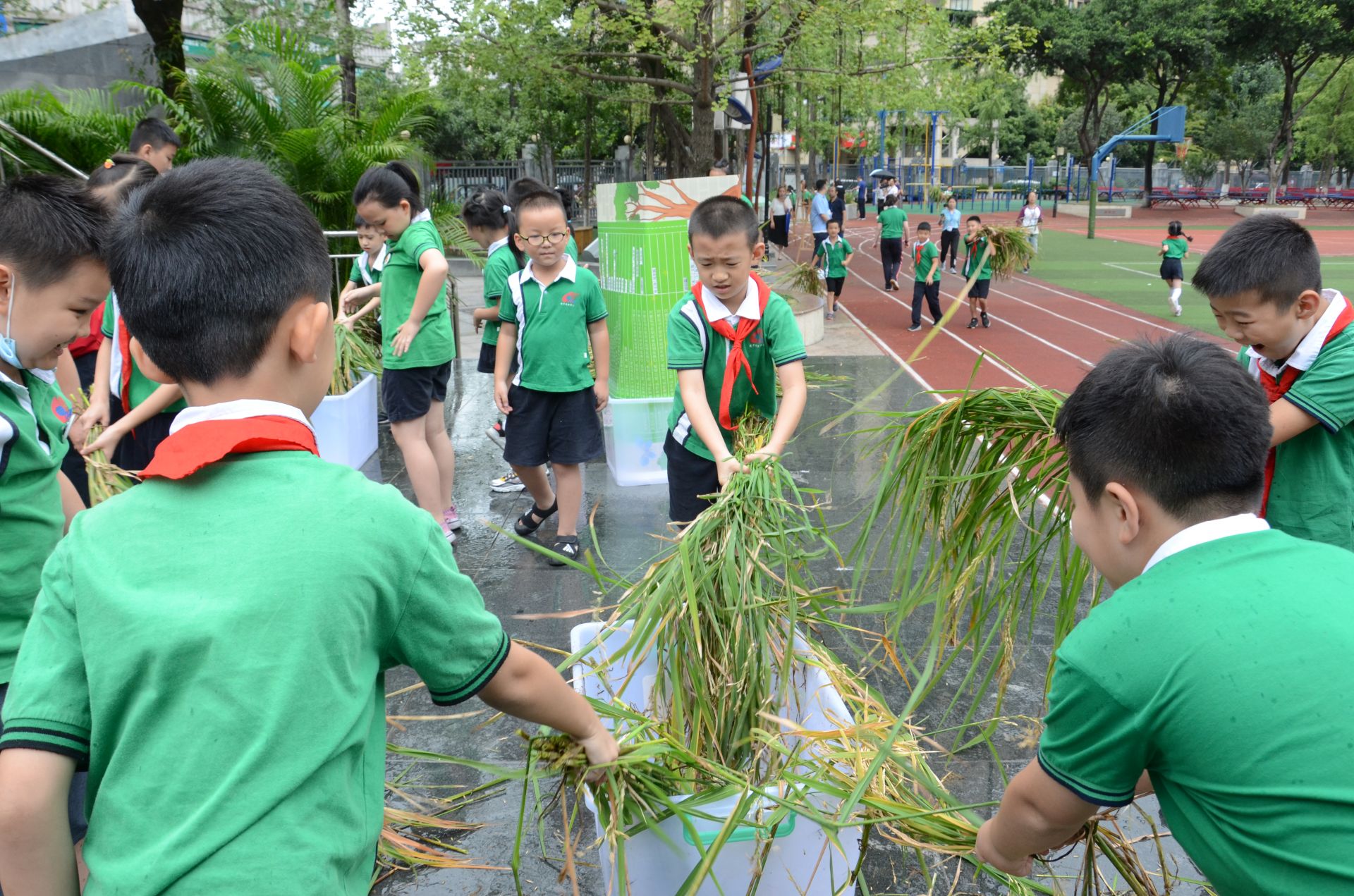 电子科大附小学生开学收获亲手种的水稻，可带回家食用