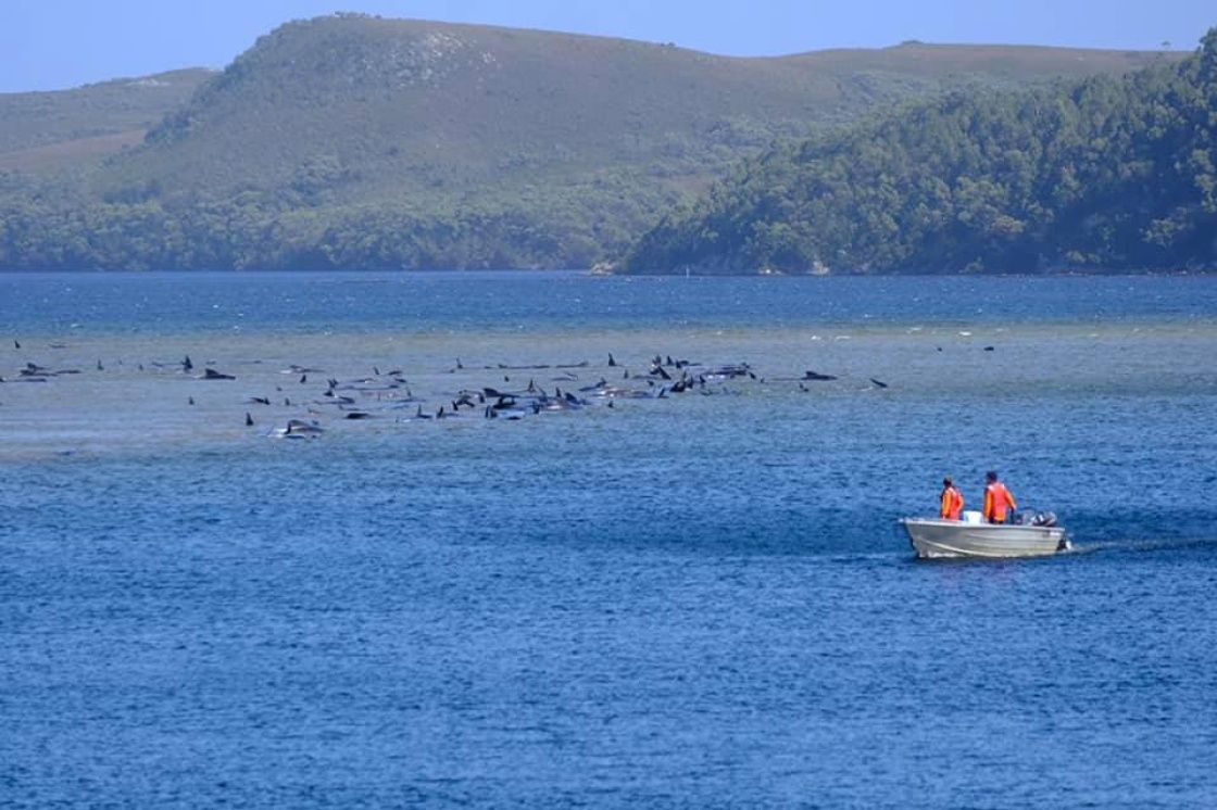 澳大利亚海滩现十年来最大规模鲸鱼搁浅，已有25头获救