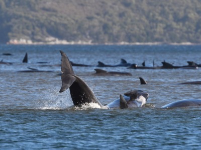 约70头鲸搁浅澳大利亚海港