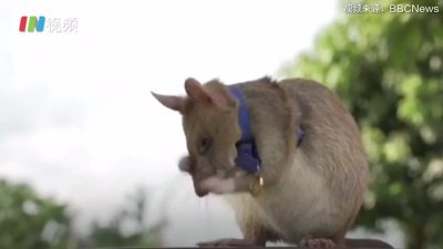 柬埔寨老鼠嗅出39颗地雷受表彰