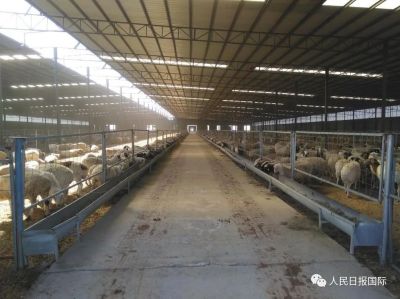 已进隔离免疫区，蒙古国捐赠的3万只羊真的要来了
