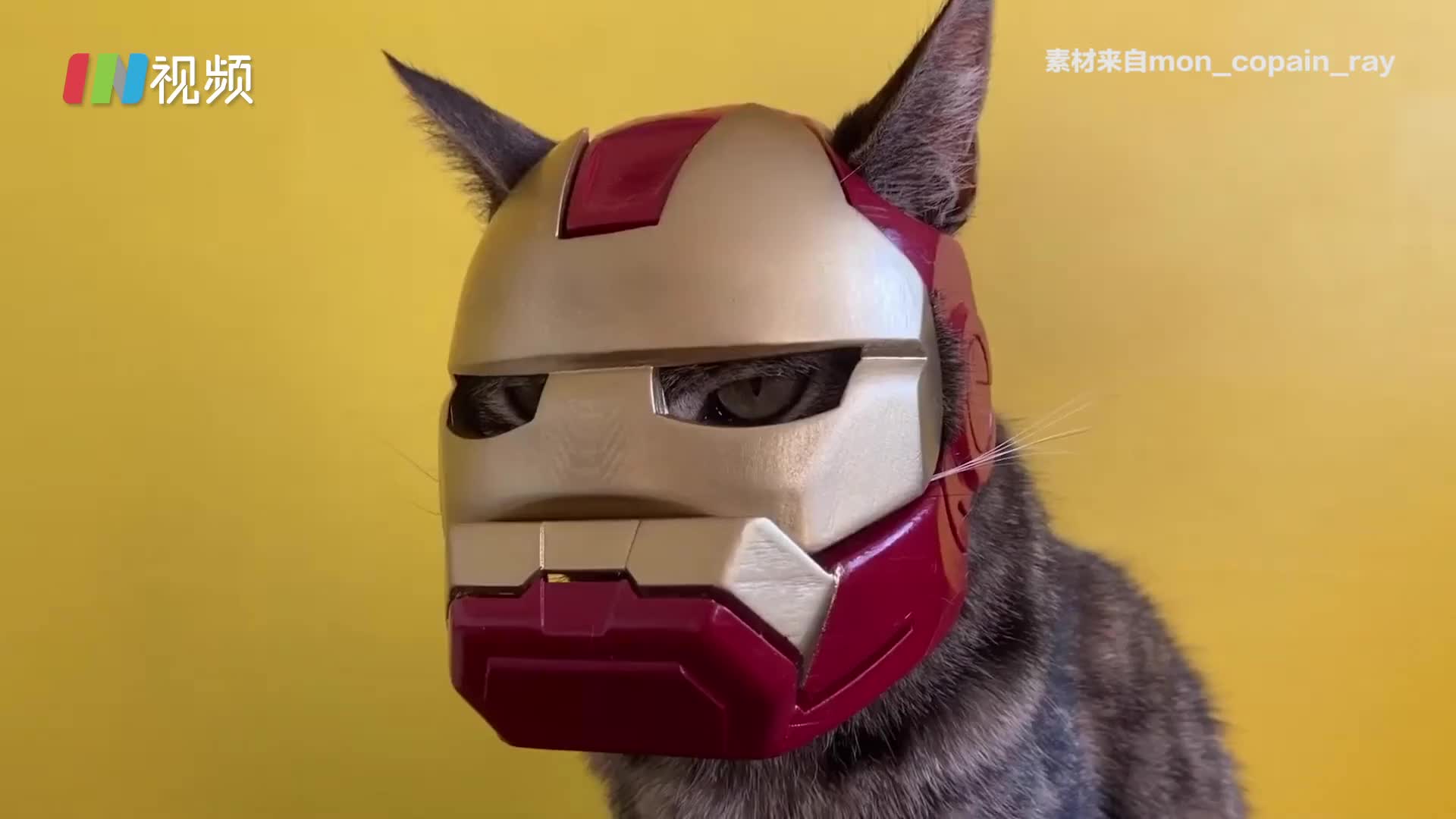 钢铁猫猫侠！3D打印猫咪版钢铁侠头盔