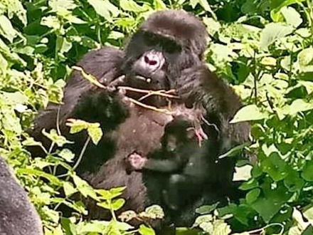 疫情封锁之下，乌干达的山地大猩猩却迎来“婴儿潮”