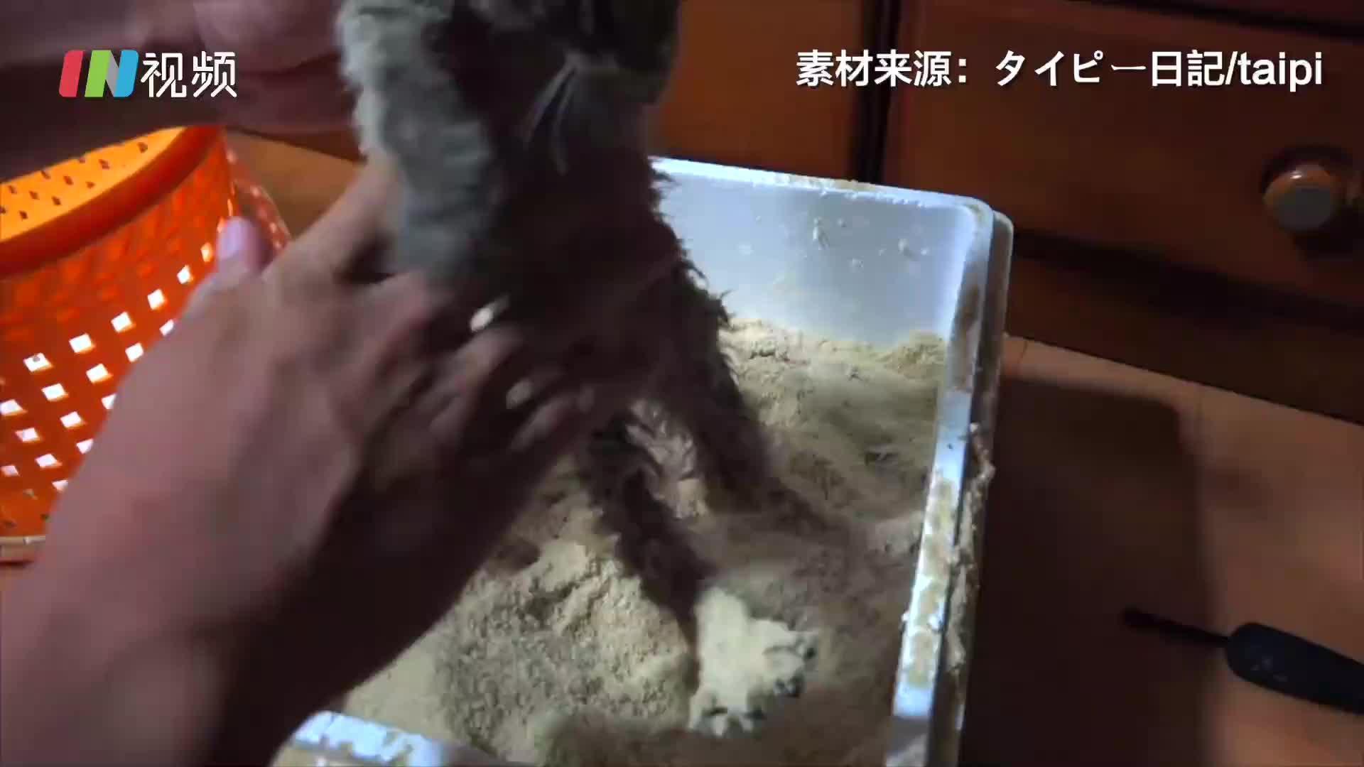 日本小哥妙法救猫 用米糠给猫猫洗澡