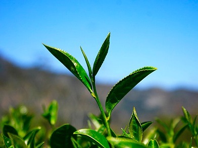 广东省茶文化研究院与江西浮茶集团签署战略合作协议，推动浮梁茶走进大湾区  