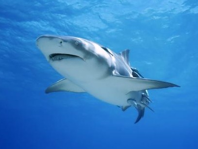 澳大利亚冲浪者遭鲨鱼袭击身亡