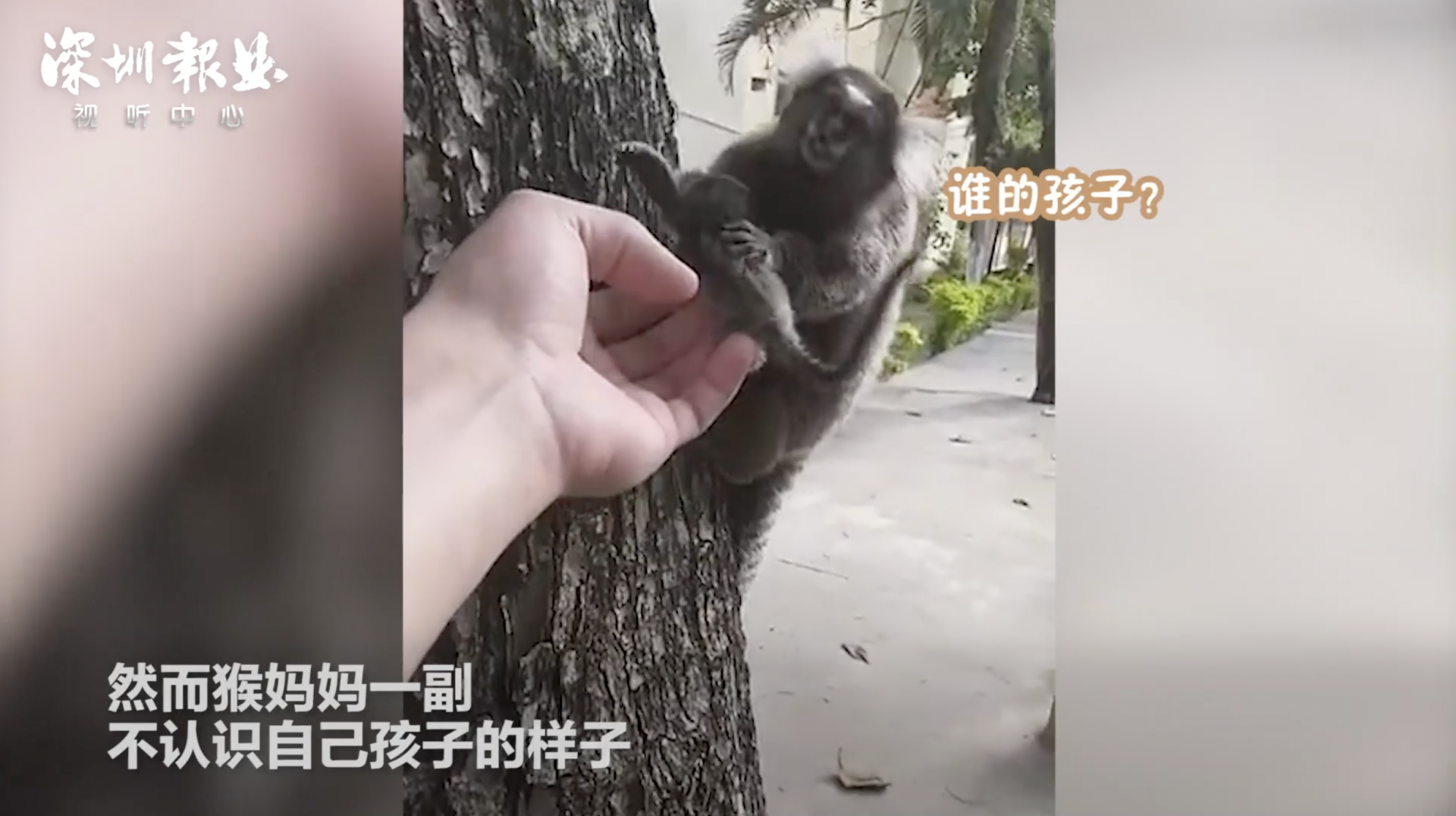 捡到猴宝宝还给猴妈妈差点被拒收 网友：喝忘崽牛奶了吧