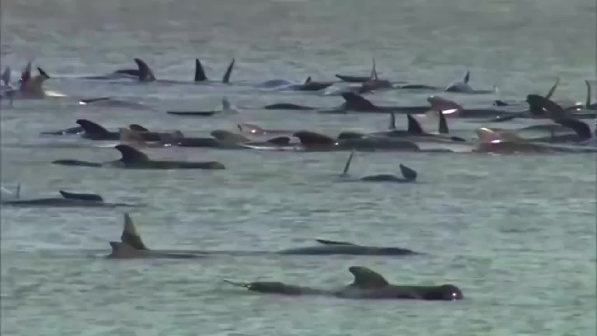 澳大利亚海滩又现搁浅鲸鱼 总数升至470头