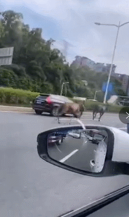 周一上午，两头骡子跑上高架，欢乐了深圳人的朋友圈