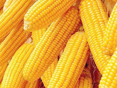 国家统计局：玉米价格上涨对CPI拉动有限
