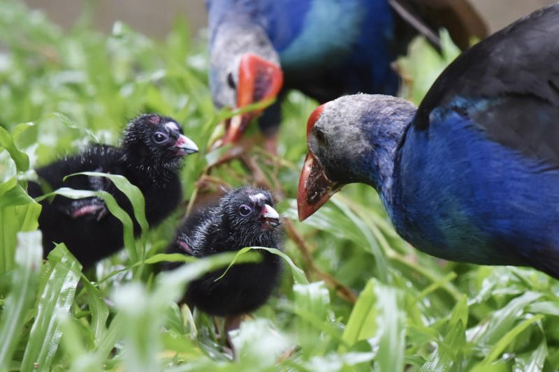 萌化了！深圳野生动物园紫水鸡宝宝跟着“父母”学习生活本领