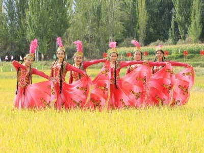 新疆喀什帕哈太克里乡万亩稻田迎丰收
