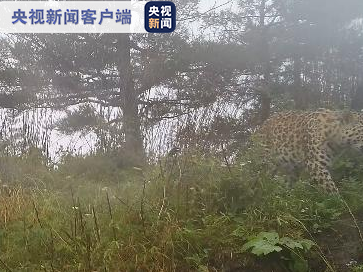 罕见！陕西鹰嘴石省级自然保护区首次拍摄到金钱豹影像