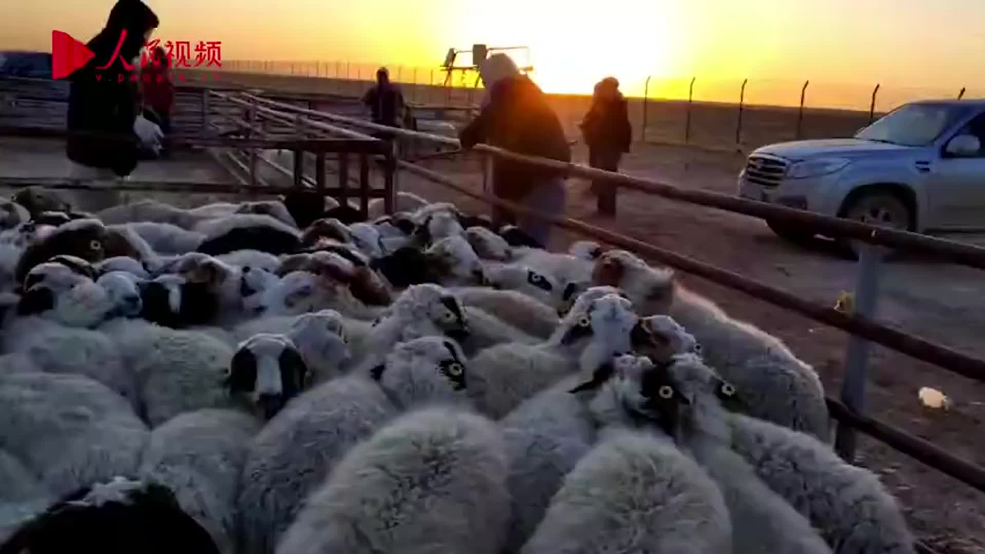 真的要来了！蒙古国捐赠的首批活羊22日入境