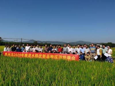 主要农作物良种覆盖率达99%！惠州力推优新品种