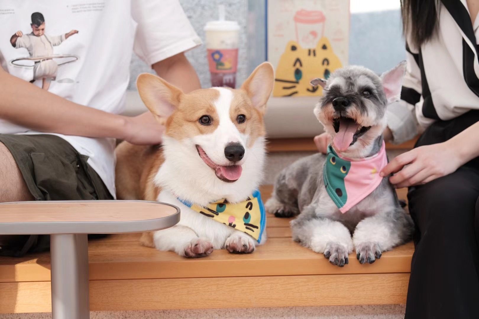 太空狗宠物摄影 咖啡厅店主的博美犬|摄影|宠物摄影|太空狗视觉 - 原创作品 - 站酷 (ZCOOL)