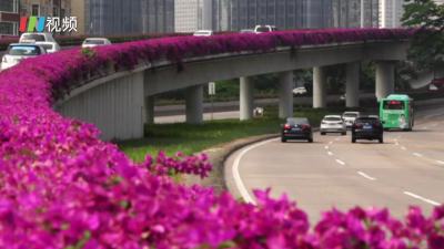 簕杜鹃进入花期，花带将深圳的立交桥装点成一道亮丽的风景线