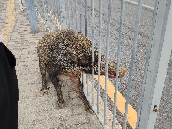 极速真探｜深圳街头惊现野猪“压马路”，尖嘴卡在栏杆动弹不得