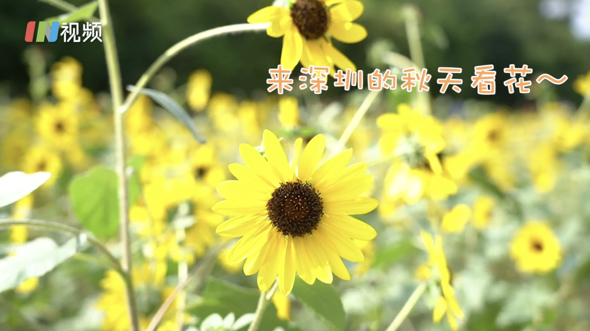 别人家的秋天VS深圳的秋天