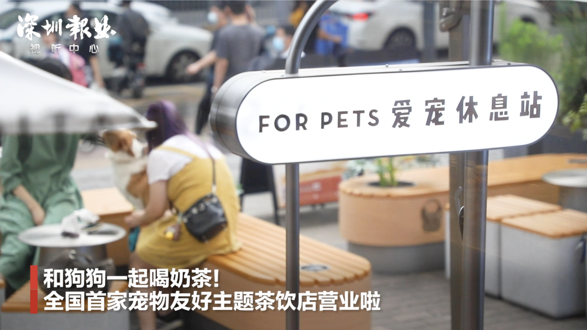 带狗狗一起喝奶茶 全国首家宠物友好主题茶饮店落地深圳