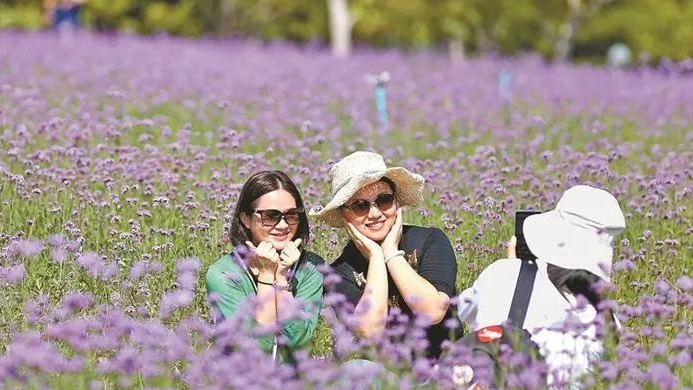 深新早点丨速来打卡！深圳湾公园流花山马鞭草花海来袭
