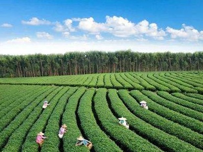 广东省总工会、供销合作联社共建茶产业职业技能人才评价与培训新平台
