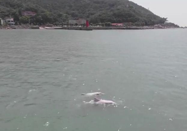 “过节”来了？国家一级保护动物中华白海豚成群造访汕头南澳