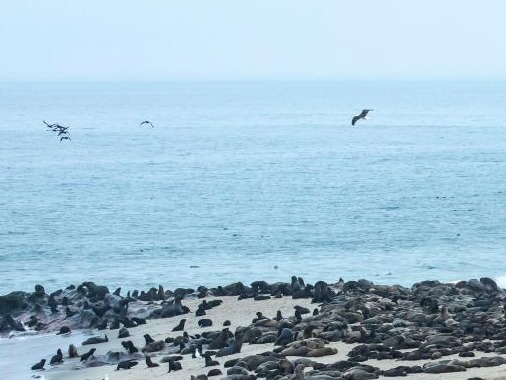 纳米比亚海岸现5000多头小海豹尸体，原因正在调查 