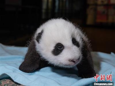 华盛顿动物园澄清：大熊猫“美香”已恢复食欲，幼崽茁壮成长