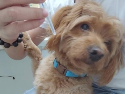 11月起未给犬只注射芯片视为无证养犬，宠物医生称排异概率极低