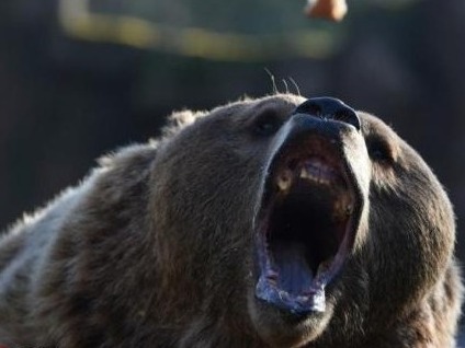 日本又发生两起熊袭击人事件 致2人身受重伤 
