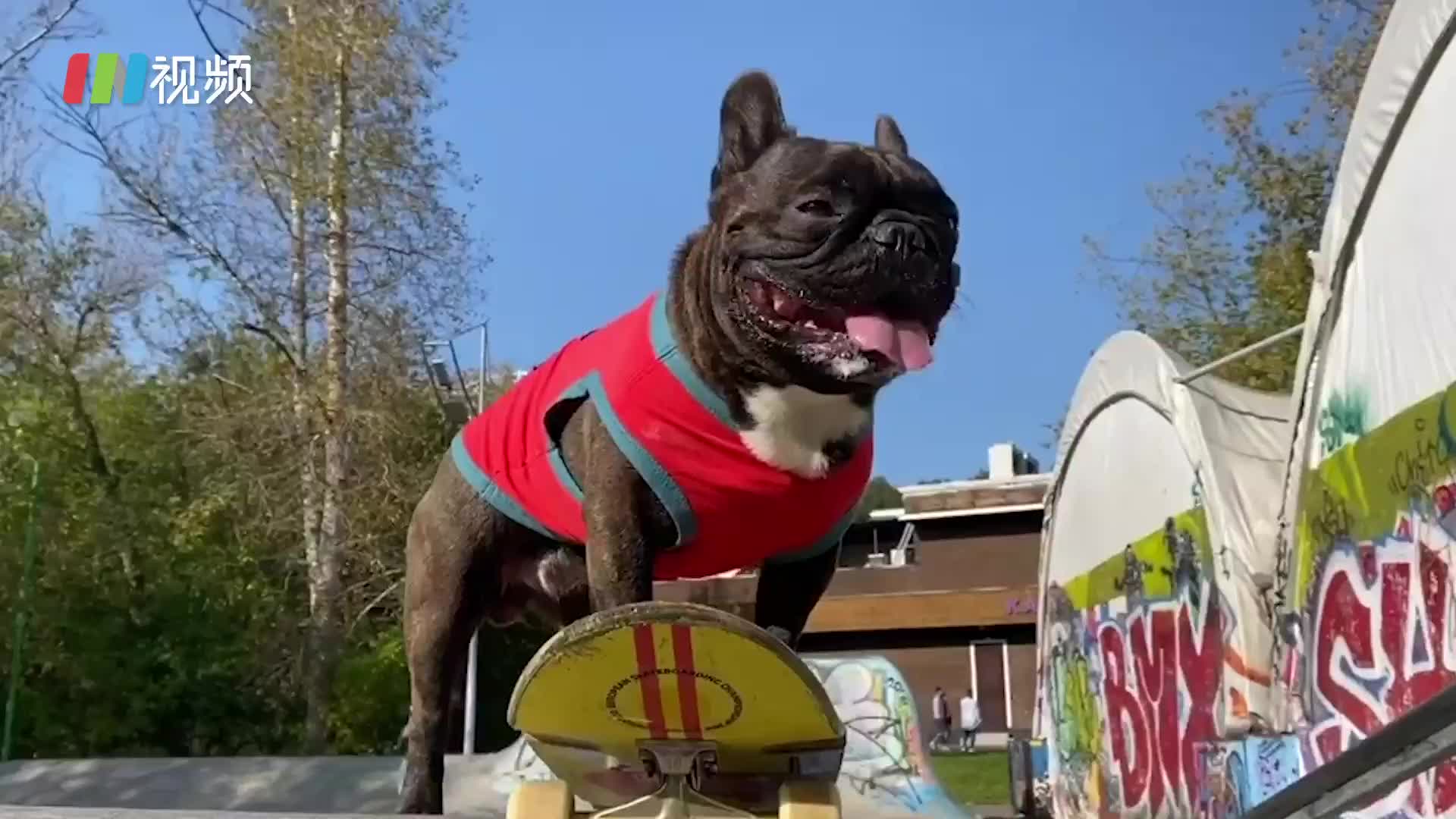 玩滑板的斗牛犬！风驰电掣帅气炸裂～