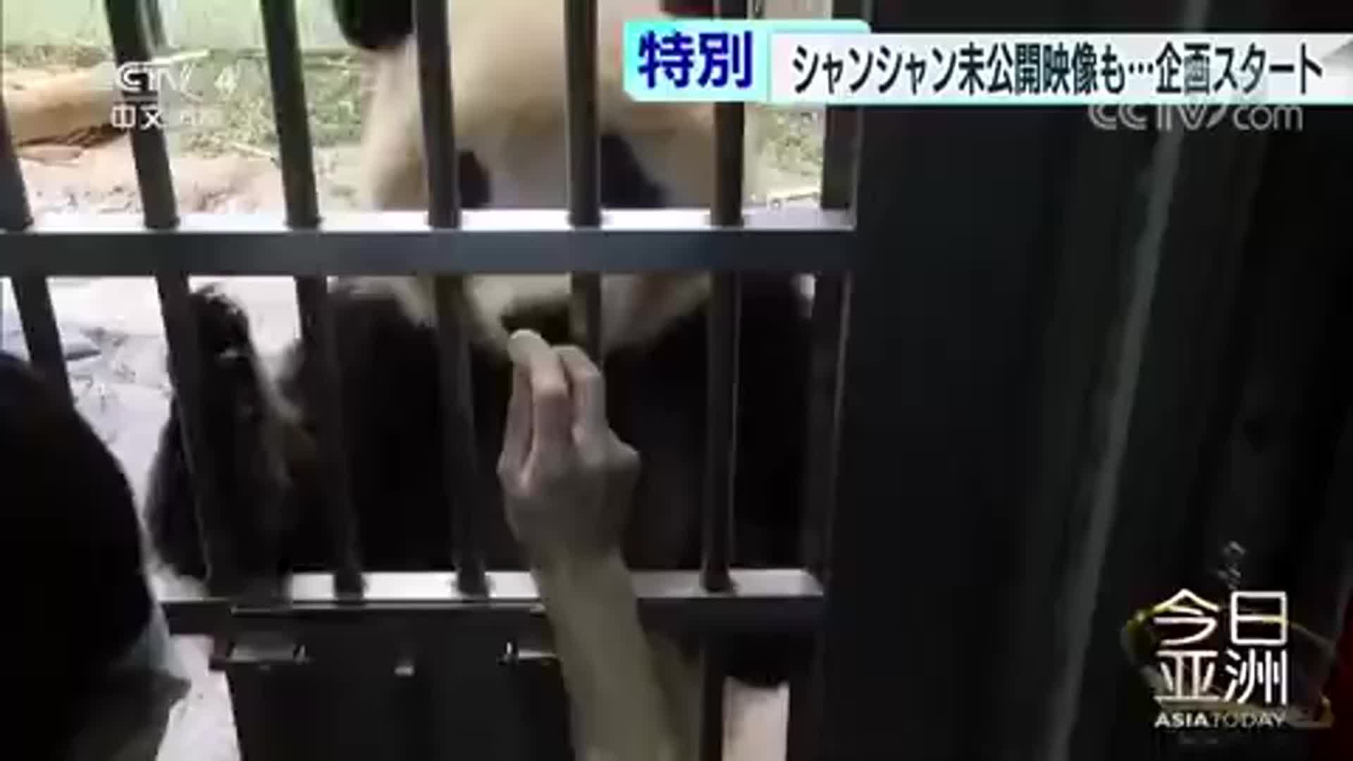 旅日大熊猫香香即将回国