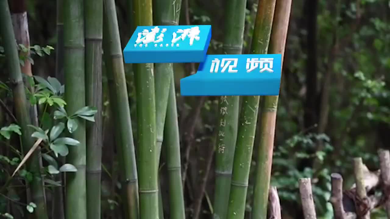 成都大熊猫繁育基地景观竹遭刻划 游客呼吁文明游园