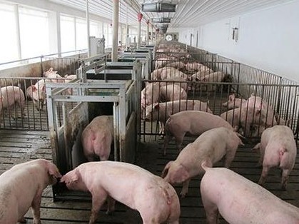 农业农村部：全国生猪和能繁母猪存栏已恢复至正常年份80%以上 