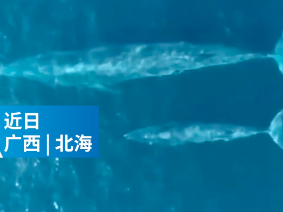 罕见！广西北部湾海域母子布氏鲸出游画面被拍下