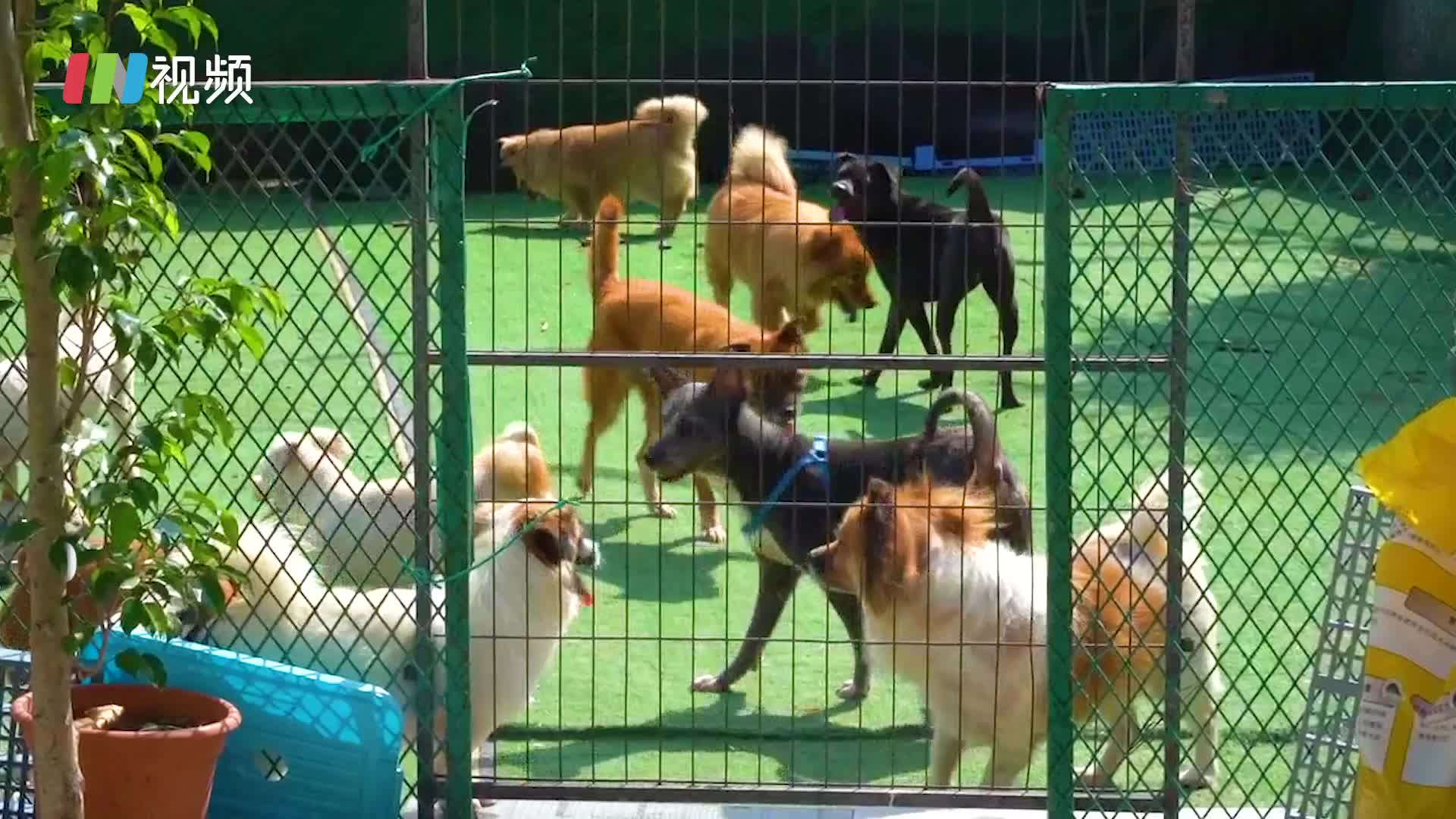 暖心！深圳高中生坚持志愿服务 每周前往流浪狗收容基地