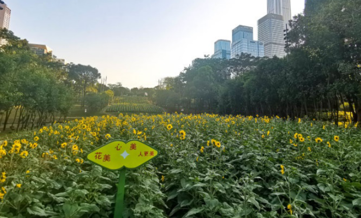 快来“市民花田”赏花吧！这片向日葵花海很吸睛