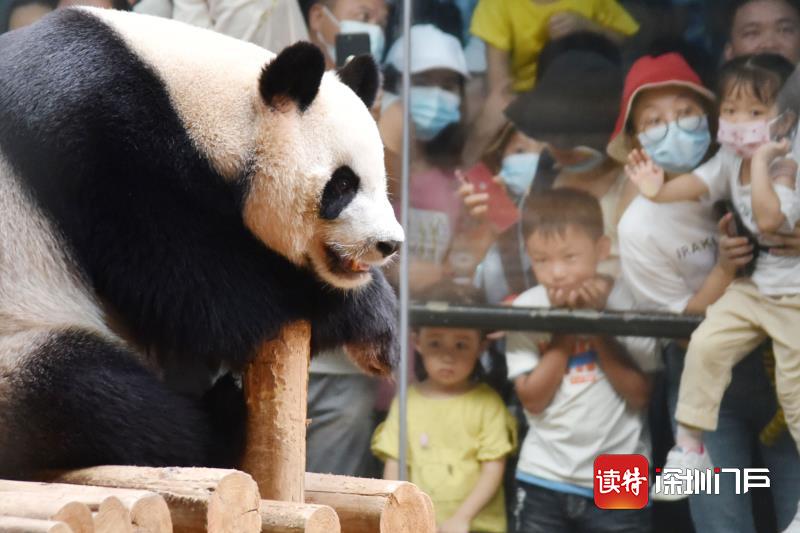 世界动物日深圳野生动物园国宝动物受追捧