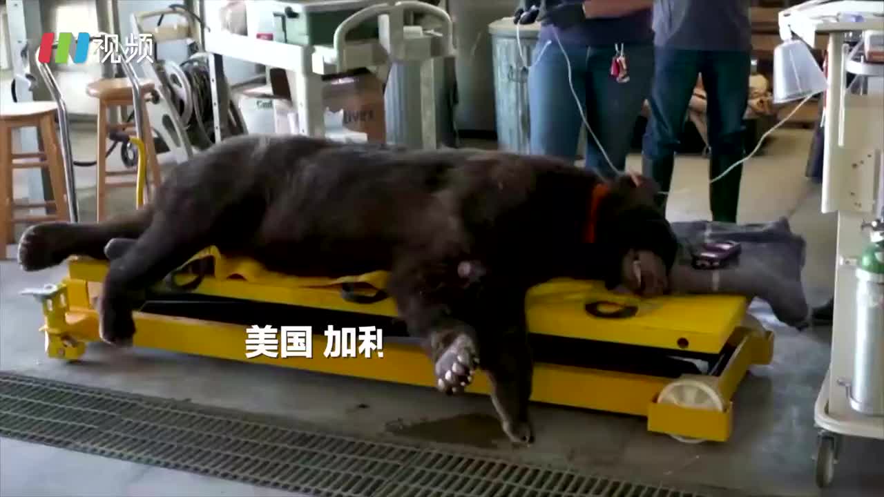 美国山火烧伤黑熊  兽医用鱼皮治疗后放归自然