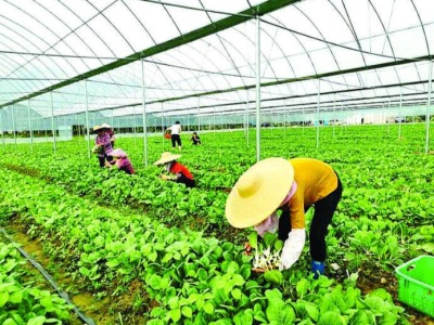 惠州龙门平陵祖塘村发展绿色经济，摘掉“穷帽子” 
