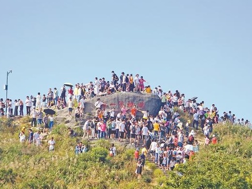 登梧桐赏风景