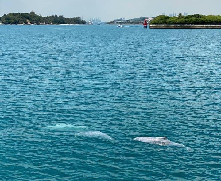 新加坡南部海域发现濒临灭绝的粉红色海豚