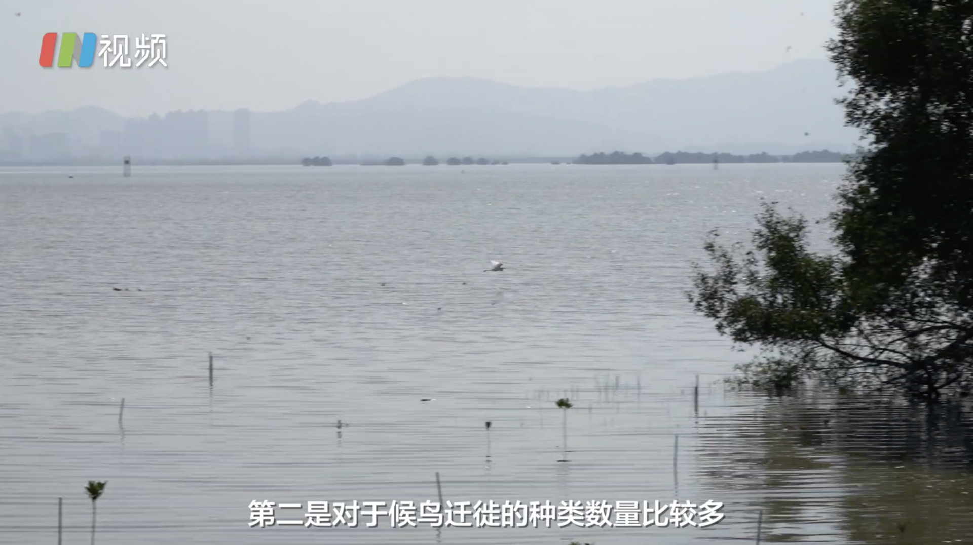 网络大V看深圳，走进红树林自然保护区