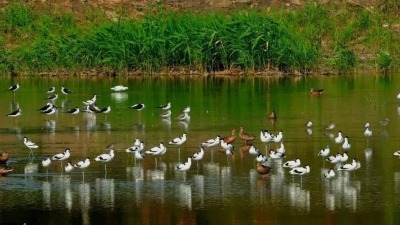 鸟类新记录！国家一级保护动物黑鹳现身深圳保护区