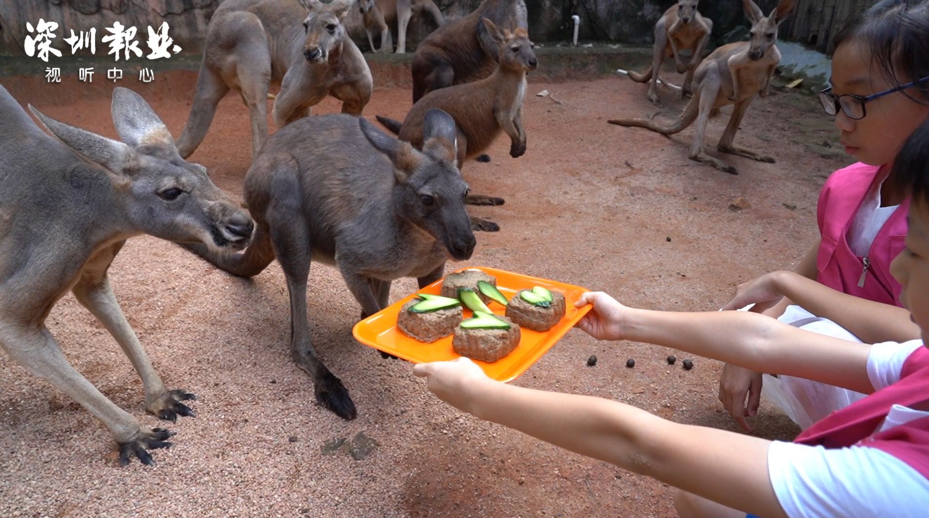 猴急了！深圳野生动物园特制月饼为动物过节
