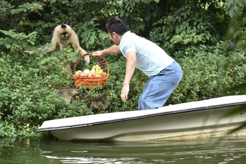 “国际长臂猿日”深圳野生动物园长臂猿获得水果大餐