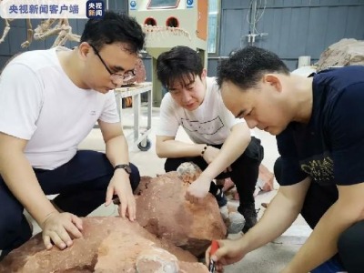 再创新纪录！广东河源发现33枚完整恐龙蛋化石