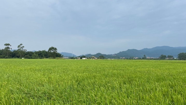 瀑布倾泻、白鹭成群……广州增城八景“白水丹邱”重现