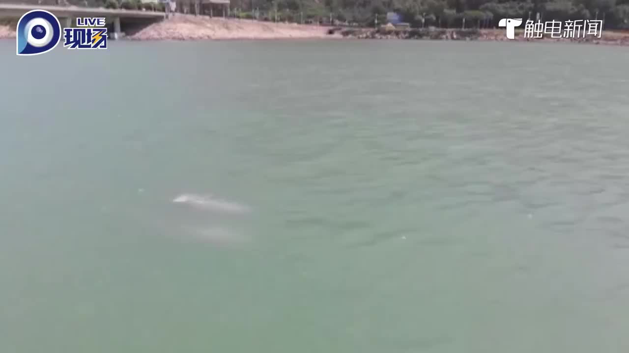 近十头中华白海豚现身广东汕头南澳，在海上跳跃翻腾